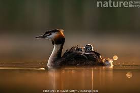 Attēlu rezultāti vaicājumam “Podiceps cristatus adult”