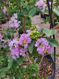 Image result for Lagerstroemia
