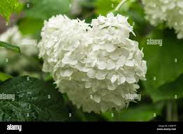 Attēlu rezultāti vaicājumam “Hydrangea arborescens subsp. discolor flower”