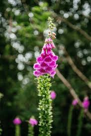 Attēlu rezultāti vaicājumam “Digitalis purpurea”