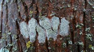 Attēlu rezultāti vaicājumam “Lecanora carpinea”