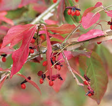 Attēlu rezultāti vaicājumam “Euonymus fruit”