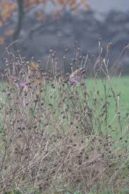 Image result for Centaurea nigra