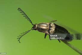 Attēlu rezultāti vaicājumam “Ctenicera pectinicornis”