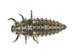 Attēlu rezultāti vaicājumam “Adalia decempunctata”