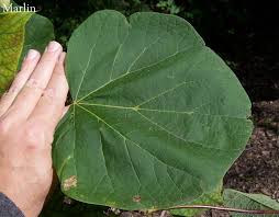 Attēlu rezultāti vaicājumam “Catalpa ovata leaf”