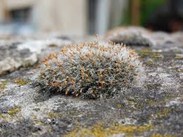Attēlu rezultāti vaicājumam “Grimmia pulvinata sporophyte”