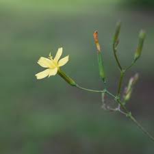 Attēlu rezultāti vaicājumam “Mycelis muralis”