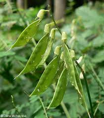 Attēlu rezultāti vaicājumam “Vicia sylvatica leaf”