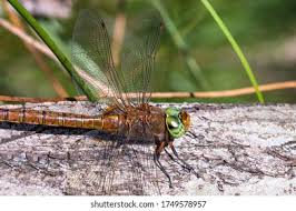 Attēlu rezultāti vaicājumam “Aeshna isoceles”