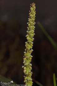 Attēlu rezultāti vaicājumam “Triglochin maritimum flower”
