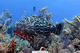 Image result for Mycteroperca bonaci