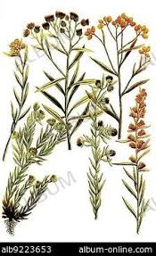 Attēlu rezultāti vaicājumam “Gnaphalium sylvaticum bud”