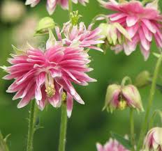 Image result for Aquilegia vulgaris `Nora Barlow`