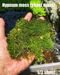 Attēlu rezultāti vaicājumam “Hypnum”