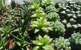 Image result for Haworthia