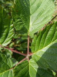 Attēlu rezultāti vaicājumam “Rubus plicatus”
