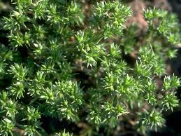 Attēlu rezultāti vaicājumam “Scleranthus annuus flower”