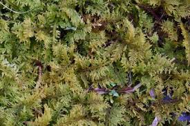 Attēlu rezultāti vaicājumam “Thuidium”