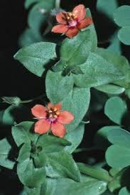 Attēlu rezultāti vaicājumam “Anagallis arvensis flower”