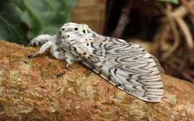 Attēlu rezultāti vaicājumam “Notodontidae”