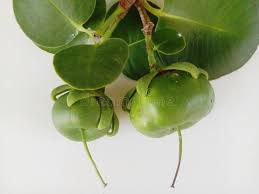 Attēlu rezultāti vaicājumam “Listera ovata fruit”