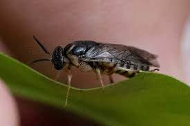 Attēlu rezultāti vaicājumam “Gilpinia”