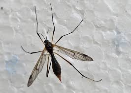 Attēlu rezultāti vaicājumam “Ptychoptera sp. female”