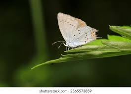 Attēlu rezultāti vaicājumam “Celastrina argiolus underside”