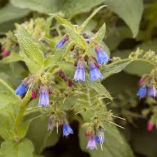 Attēlu rezultāti vaicājumam “Symphytum asperum leaf”