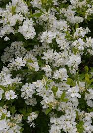 Attēlu rezultāti vaicājumam “Exochorda giraldii var. wilsonii”
