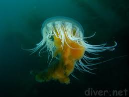 Image result for Phacellophora camtschatica