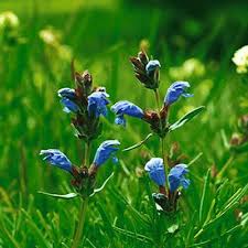Attēlu rezultāti vaicājumam “Dracocephalum ruyschiana leaf”