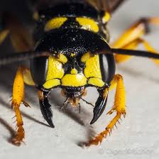 Attēlu rezultāti vaicājumam “Cerceris arenaria”