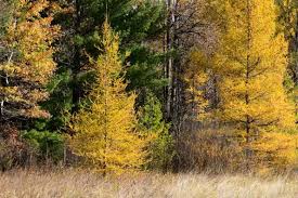 Attēlu rezultāti vaicājumam “Larix”