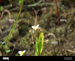 Attēlu rezultāti vaicājumam “Alisma gramineum”
