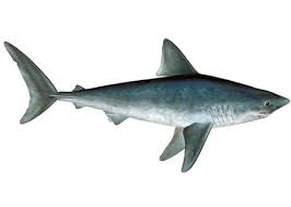 Image result for Lamna nasus