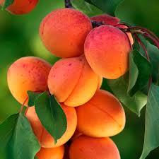 Attēlu rezultāti vaicājumam “Prunus armeniaca fruit”