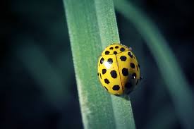 Attēlu rezultāti vaicājumam “Psyllobora vigintiduopunctata”