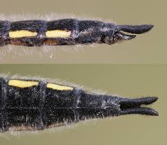 Attēlu rezultāti vaicājumam “Lycogala convexum sessile”