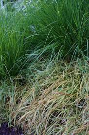 Attēlu rezultāti vaicājumam “Carex caryophyllea leaf”