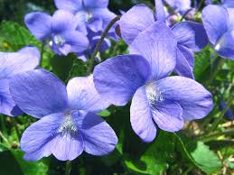 Attēlu rezultāti vaicājumam “Viola sororia”