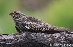 Image result for Chordeiles minor