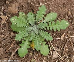 Attēlu rezultāti vaicājumam “Cardaminopsis arenosa fruit”