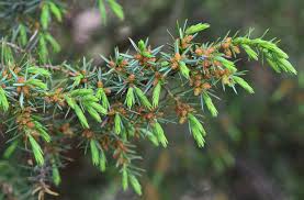 Attēlu rezultāti vaicājumam “Juniperus communis leaf”