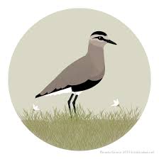 Image result for Vanellus gregarius