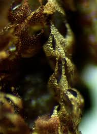 Attēlu rezultāti vaicājumam “Nowellia curvifolia sporophyte”