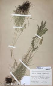 Attēlu rezultāti vaicājumam “Festuca ovina fruit”