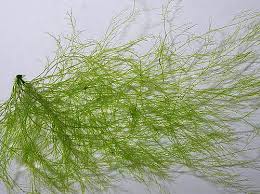 Attēlu rezultāti vaicājumam “Cladophora glomerata”