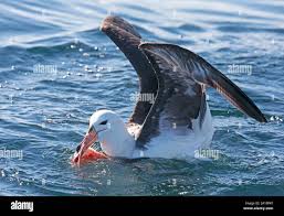 Image result for Thalassarche melanophris